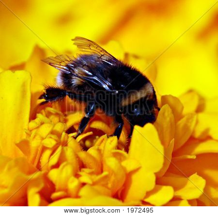 Bee