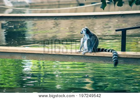 The ring-tailed lemur (Lemur catta) is a large strepsirrhine primate and the most recognized lemur due to its long black and white ringed tail.