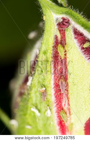 aphids on the plant. close . A photo