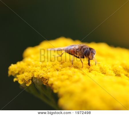 Wasp