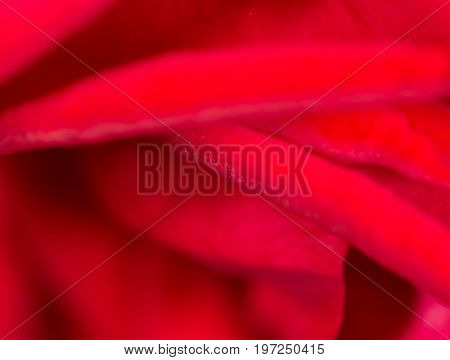 red rose as a background. close . A photo