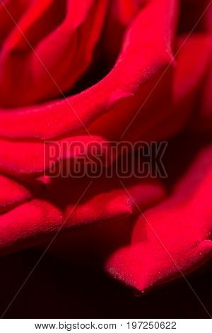 red rose as a background. close . A photo