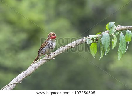 Banded Kingfisher Lacedo pulchella Female Birds of Thailand