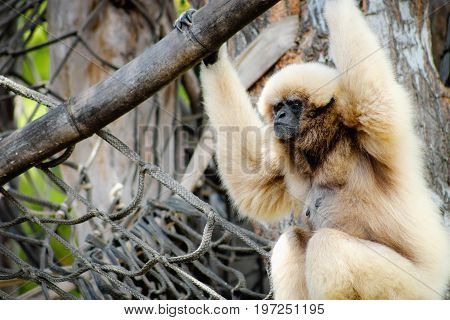 The lar gibbon (Hylobates lar) also known as the white-handed gibbon is an endangered primate in the gibbon family