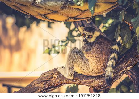 The ring-tailed lemur (Lemur catta) is a large strepsirrhine primate and the most recognized lemur due to its long black and white ringed tail.