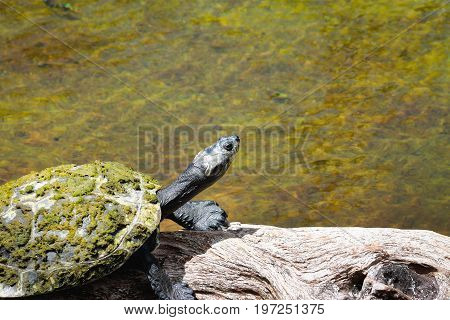 Image of a Yellow-spotted Amazon turtle - Podocnemis unifilis