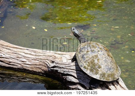 Image of a Yellow-spotted Amazon turtle - Podocnemis unifilis