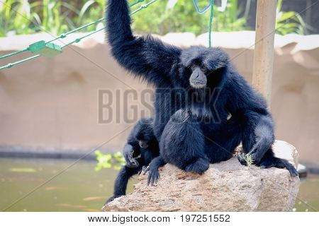 A Siamang (Symphalangus syndactylus) mother and baby.