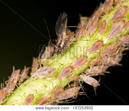 aphids on the plant. close . A photo