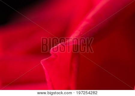 red rose as a background. close . A photo