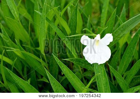Boesenbergia alba Caulokaempferia alba K. Larsen & R.M. Sm. or Boesenbergia thailandica. White wild flower with rain drops in Phu Hin Rong Kla National Park Phitsanulok Thailand