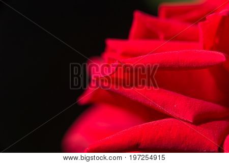 red rose as a background. close . A photo