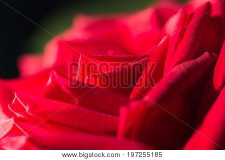 red rose as a background. close . A photo