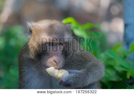 Monkey eating banana alone with sad expression