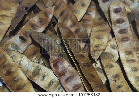 Brown Pods of Leucaena leucocephala tree. Seed. Propagate species.