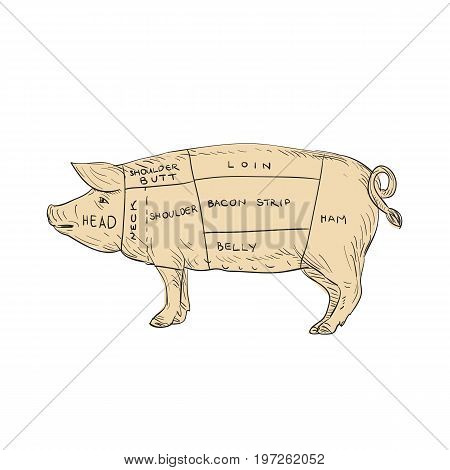 Illustration of a Vintage Pork Meat Cut Map done in hand sketch Drawing style.