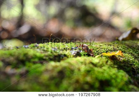 Macro blurred moss closeup in the forest