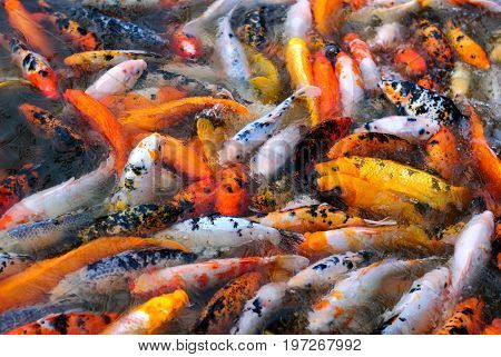 Many asian red and white fishes in water horizontal