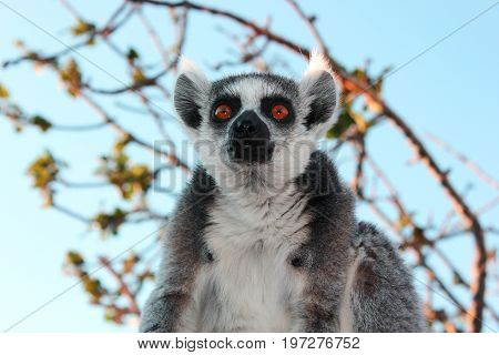Lemur in a tree at the zoo
