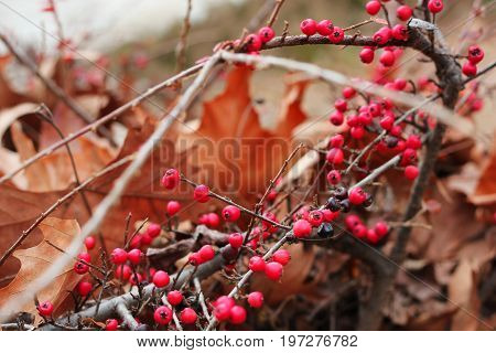 Tree with red berries at the autumn