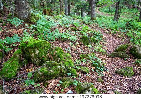 Road going through beautiful forest with mossy trunks and roots of giant spuces and pines and lush fern folliage in front