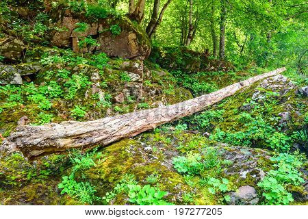 Road going through beautiful forest with mossy trunks and roots of giant spuces and pines and lush fern folliage in front