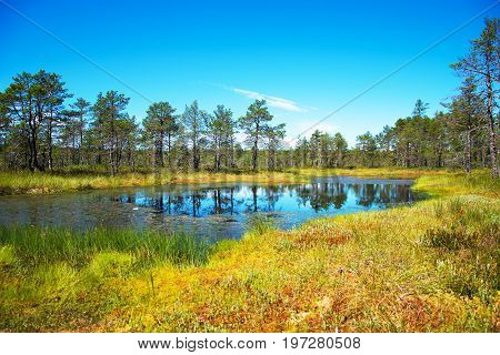 The Viru Raba Swamp Lake In Estonia.