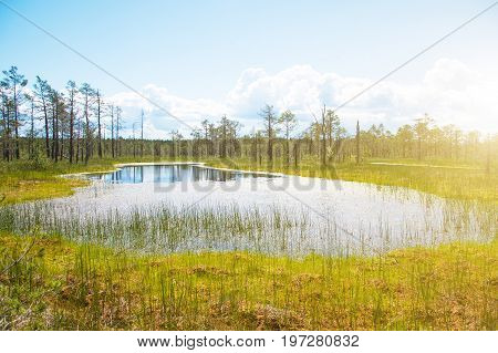 A Viru Raba Swamp Lake In Estonia.