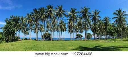 Coconut Plantation In Lombok, Indonesia