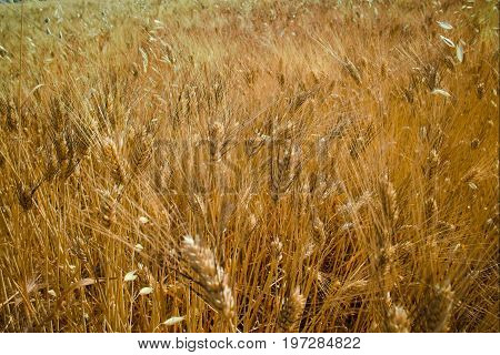 Yellow Fields With Ripe Hard Wheat, Grano Duro, Sicily, Italy