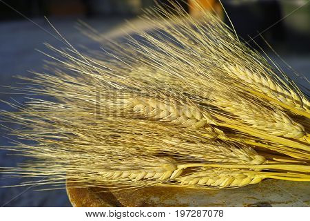 Ripe Hard Wheat Ears, Grano Duro, Sicily, Italy