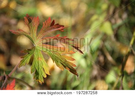 Green and red autumn leave in the forest.