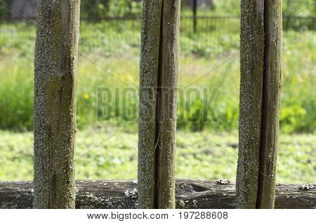 Fragment of moss-covered wooden fences of the three pegs in the cracks in the old Russian style