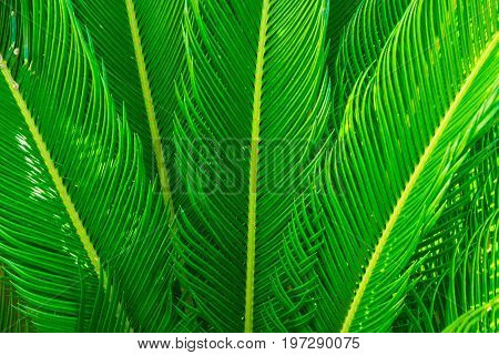 Long spiky palm tree leaves in beautiful geometrical pattern botanical foliage tropical background text ready copy space