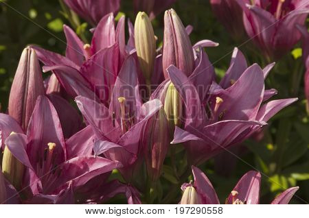 Pink lily flowres on a flower bed closeup