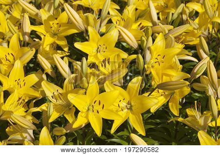 Yellow lily flowres on a flower bed closeup