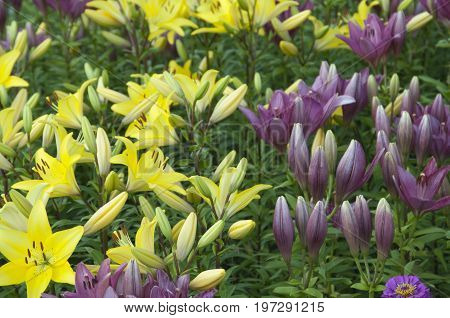 Pink and yellow lily flowres on a flower bed closeup