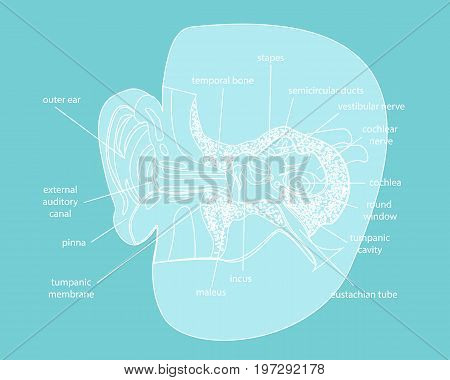 Cartoon Silhouette Human Ear Anatomy in a Cut Part of System Organ Sound Poster for Education Flat Design Style. Vector illustration