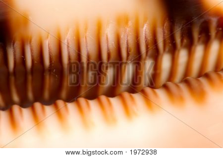 Cypraea zuby 2