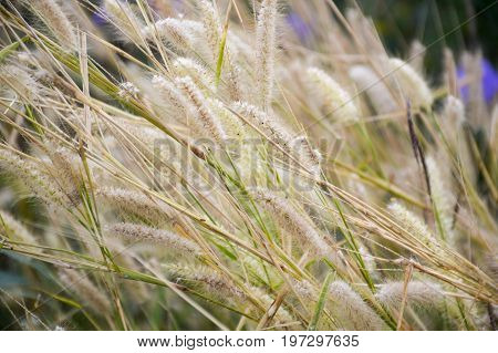 close up pennisetum pedicellatum flower in nature garden