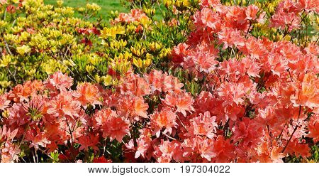 A Bushes blooming rhododendron against green lawn