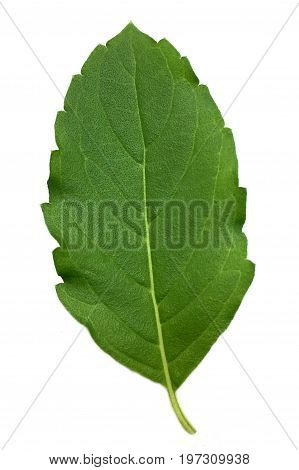 fresh green Ocimum tenuiflorum leaves on white background