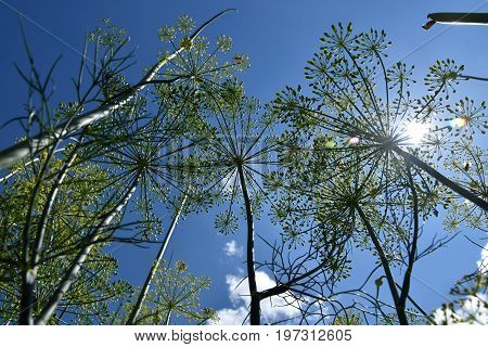 Dill. Anethum graveolens view from below to the sky