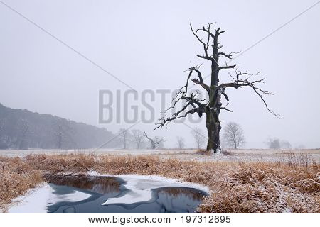 Oaks in the winter aura. Rogalin Landscape Park in Poland Wielkopolska.