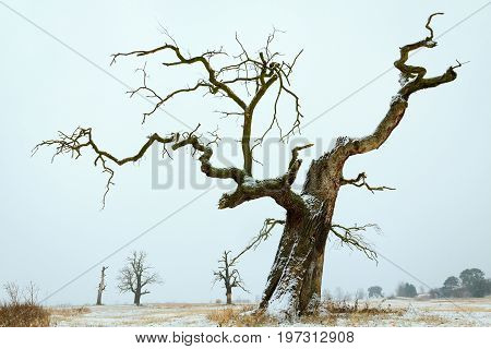 Oaks in the winter aura. Rogalin Landscape Park in Poland Wielkopolska.