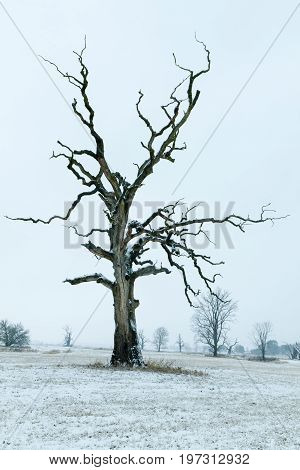 Oaks in the winter aura. Rogalin Landscape Park in Poland Wielkopolska.