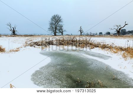 Oaks in the winter aura. Rogalin Landscape Park in Poland Wielkopolska.
