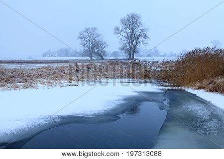 Oaks in the winter aura. Rogalin Landscape Park in Poland Wielkopolska.