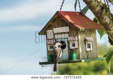 Close-up Of A Blue Titmouse At A Birdhouse