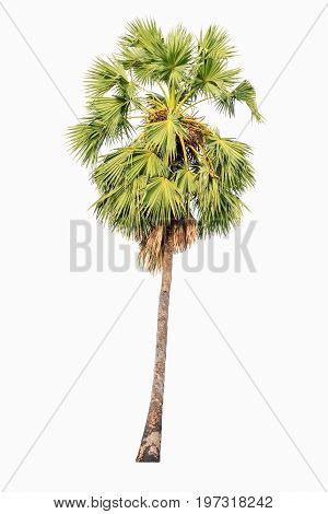 Borassus flabellifer known by several common names including Asian Palmyra palm Toddy palm Sugar palm or Cambodian palm isolated on white background